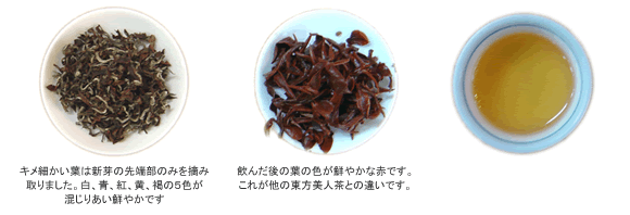 東方美人茶