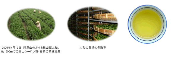 高山ウーロン茶